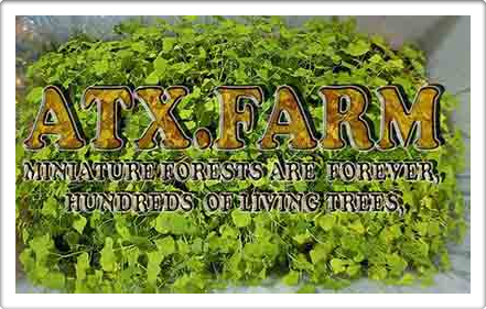 The Mini Bonsai Forests of Austin Texas Atx