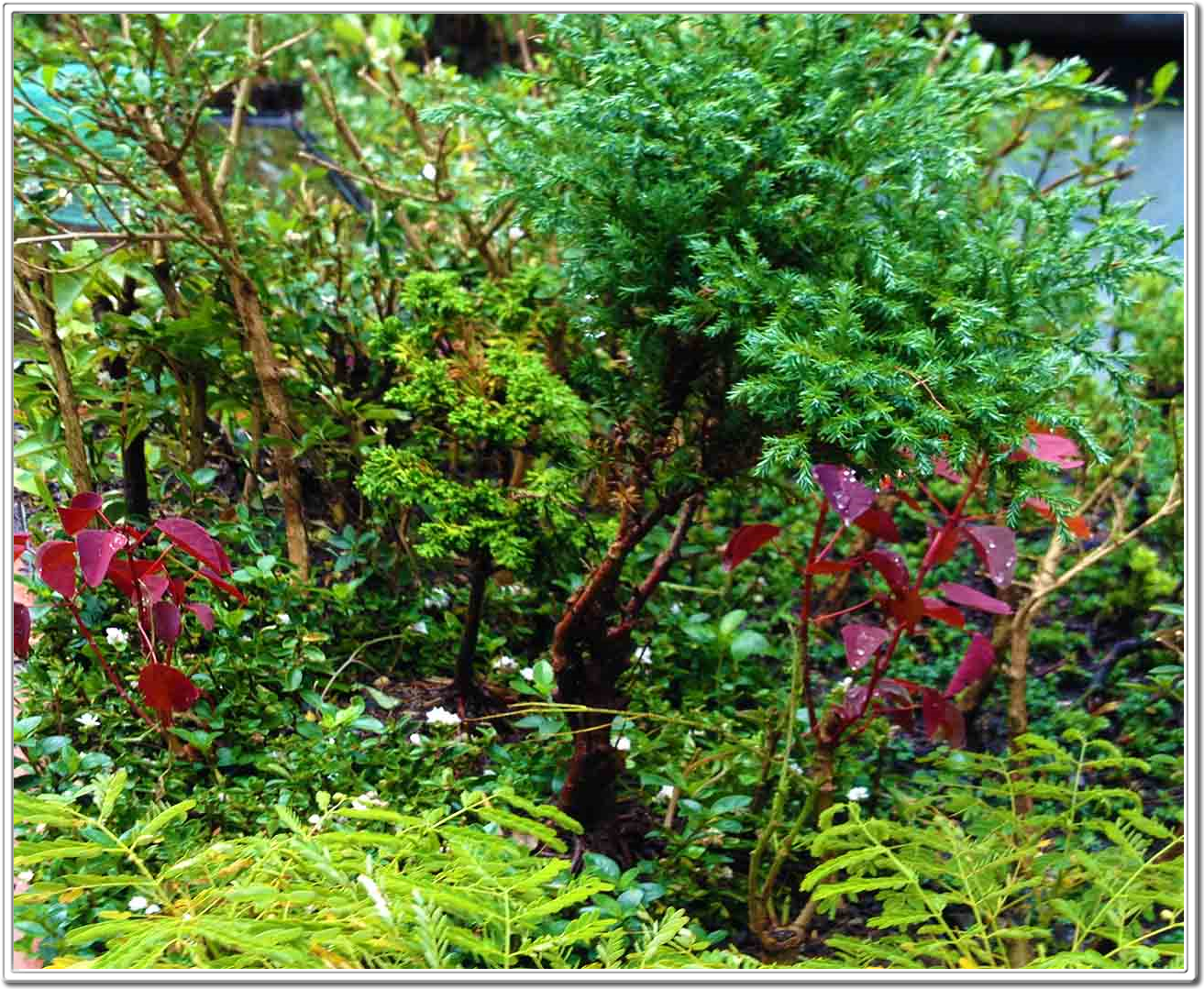 Miniature Forests Miniature Bonsai Forest by Daniel Pavon Cuellar